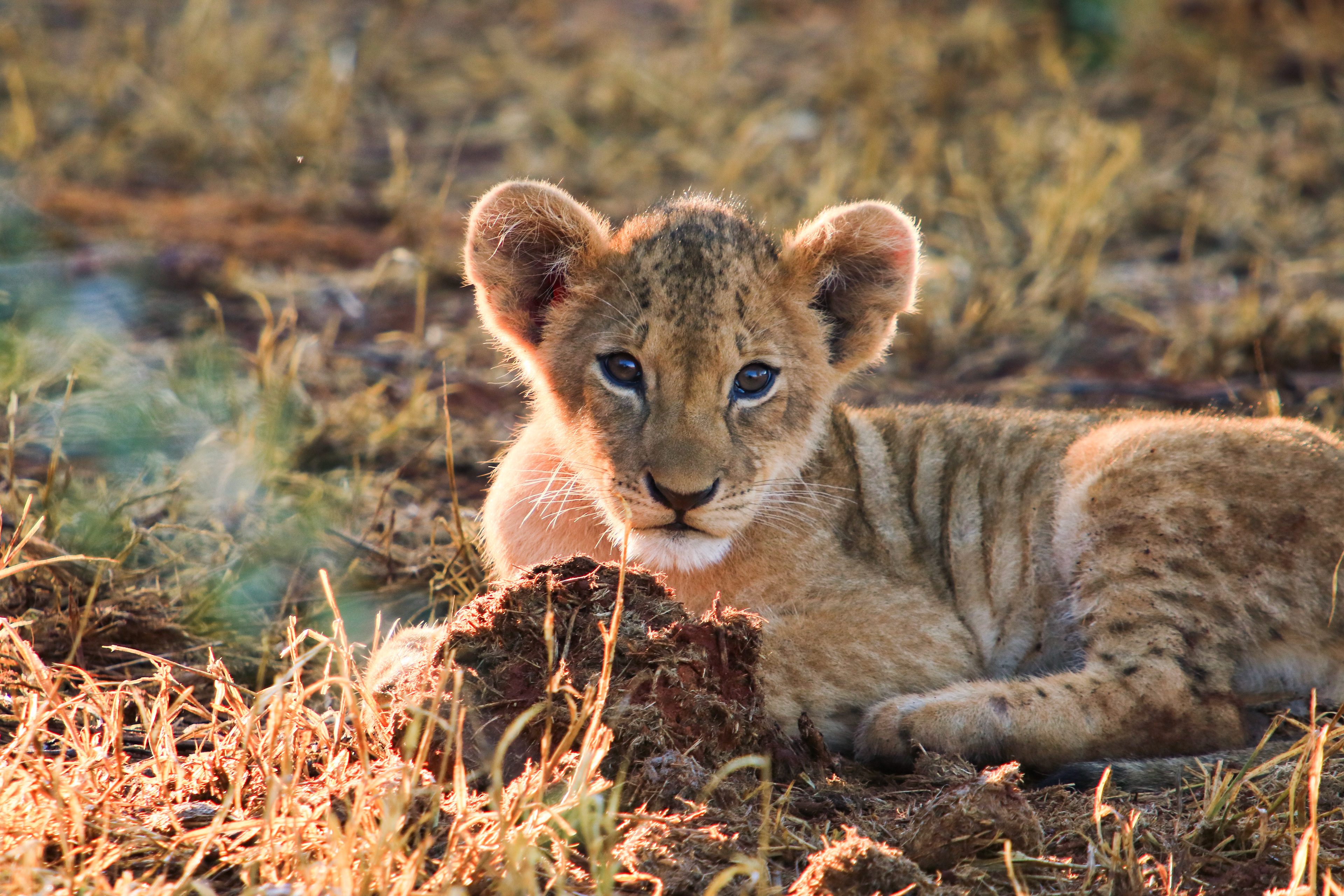 Tsavo East, Kenya