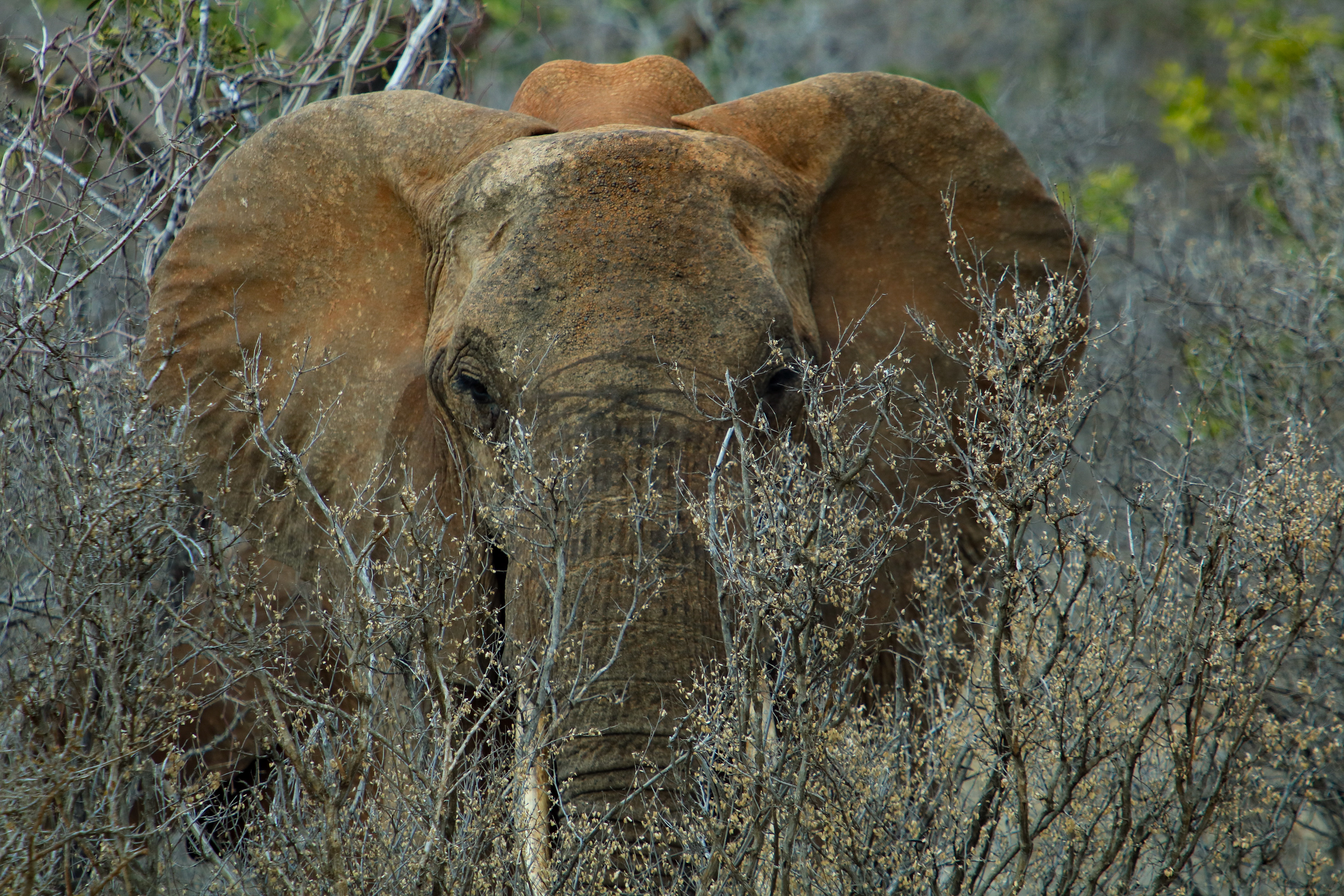 Tsavo East, Kenya