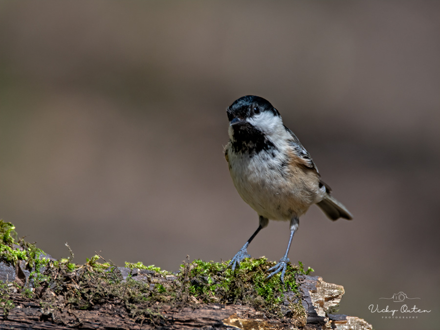 Coal tit