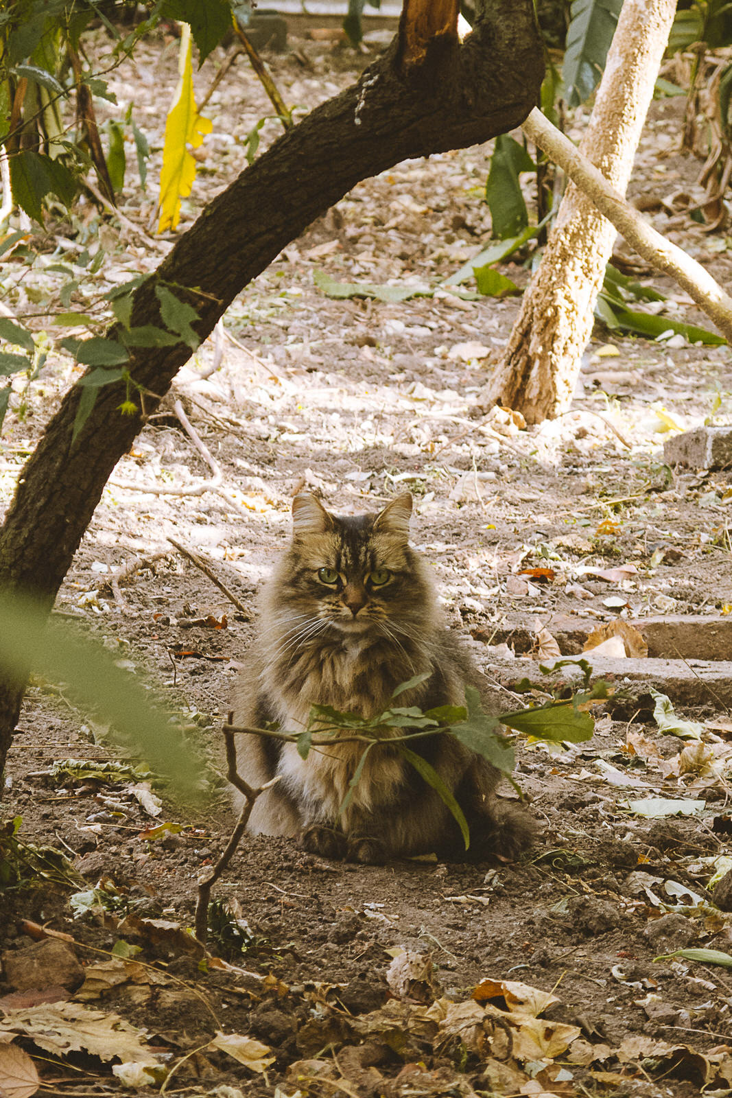 Jardín Botánico de Buenos Aires
