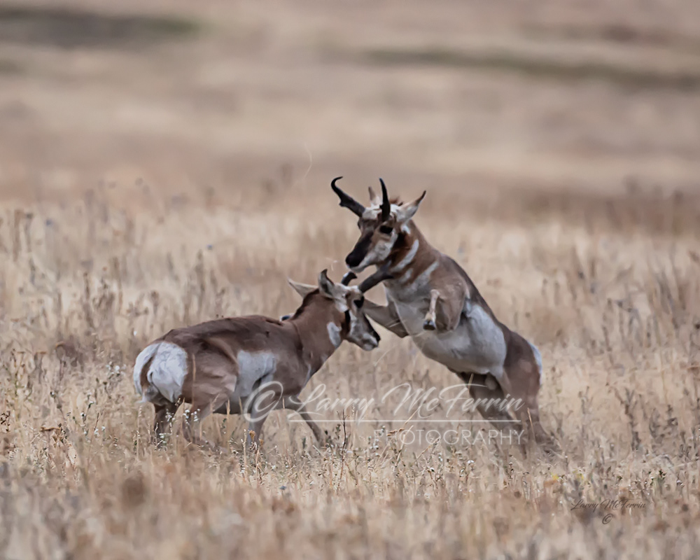 Pronghorn Bucks Fighting - Image 5672
