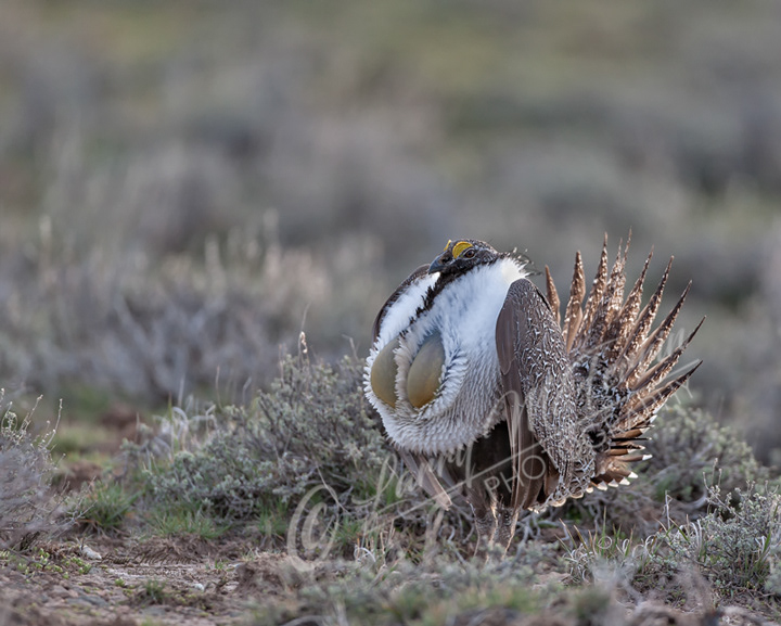 Greater Sage Grouse - Image 2855