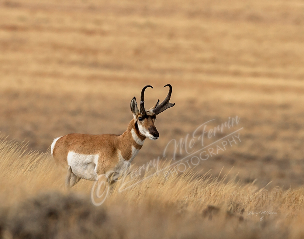 Pronghorn Buck - Image 6324
