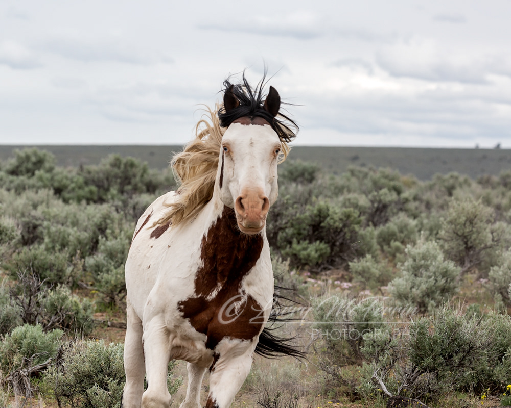 Shaman - S. Steens HMA Stallion - Image #8264