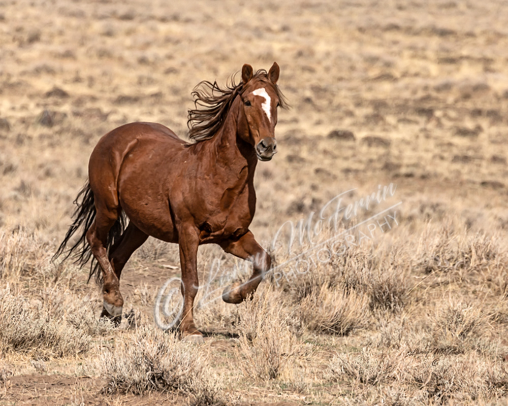 Lauserica Stallion - S. Steens HMA Stallion - Image #2448