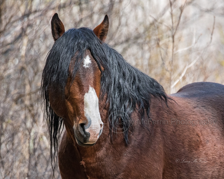 Big Summit Territory Wild Stallion - Image #5041