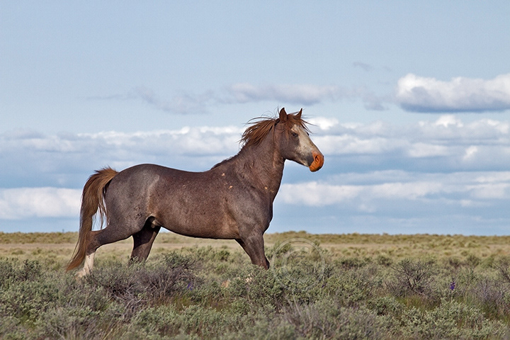Palomino Buttes HMA, Oregon Stallion - Image #5679