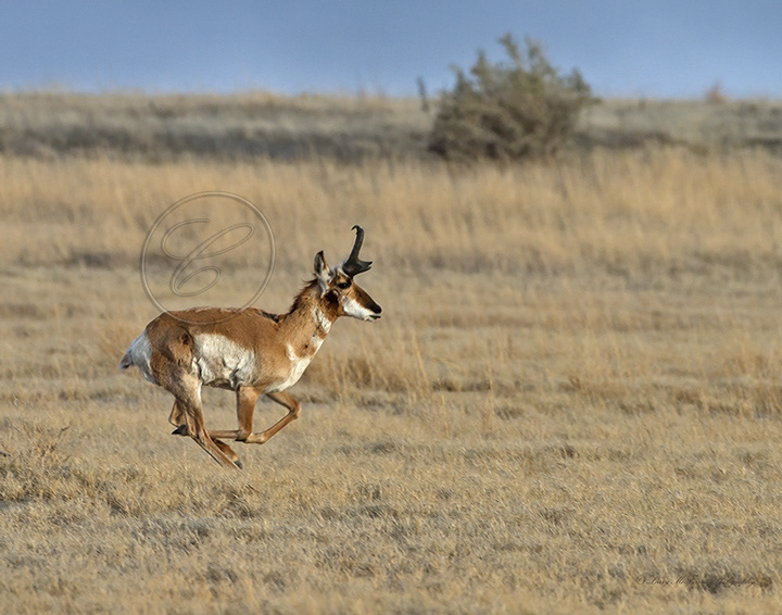 Pronghorn Buck - Image 0336