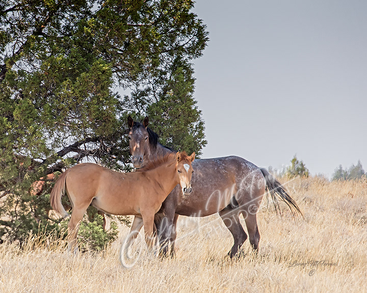 Palomino Buttes HMA, Oregon Mare & Foal - Image #7213