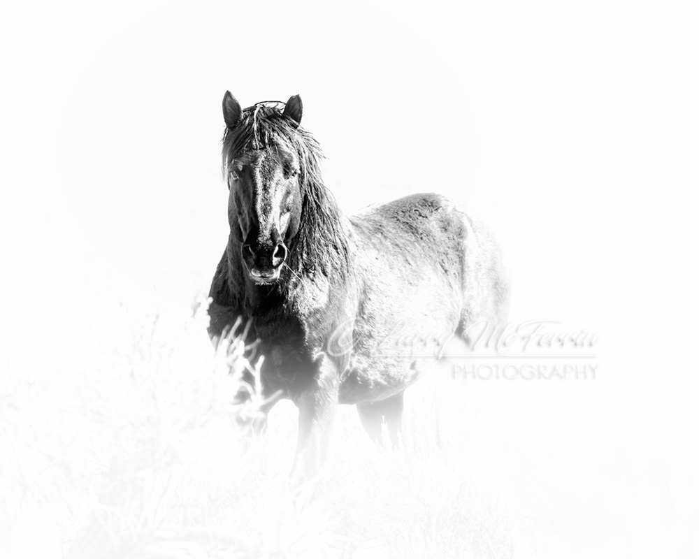 Sox, S Steens Stallion, Oregon - Image 5616BW
