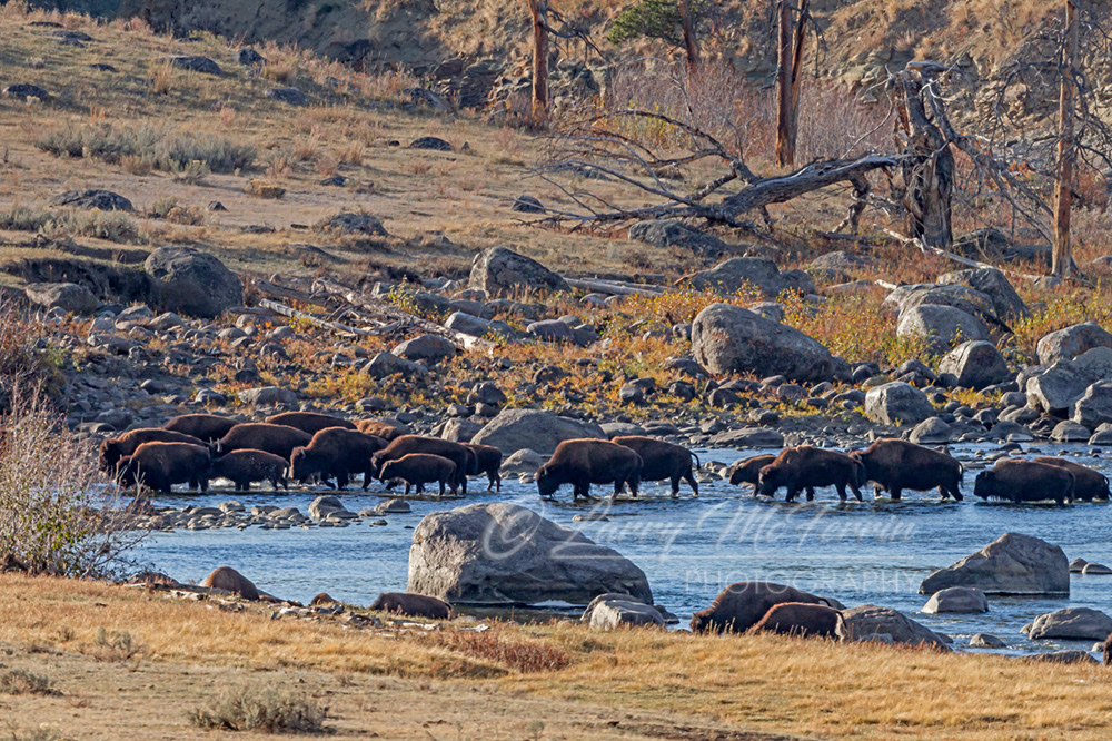 American Bison - Image 4862
