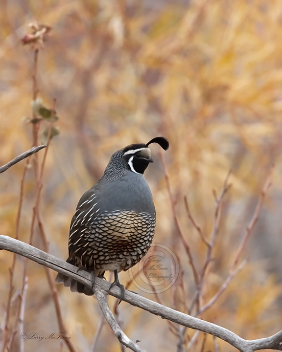 California Quail - Image 8434