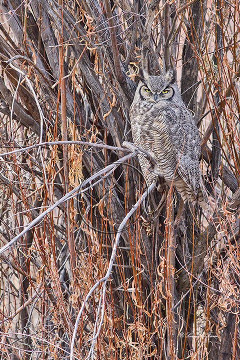 Great Horned Owl - Image 4516