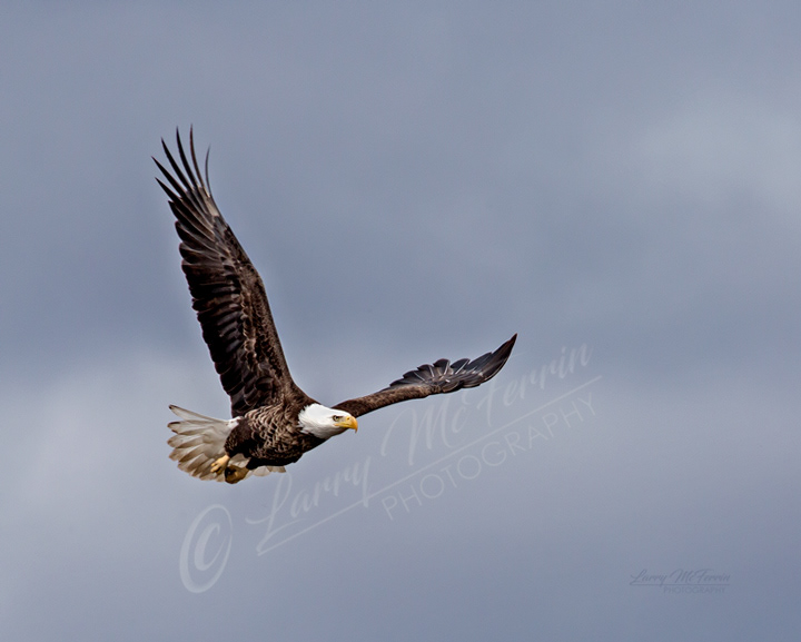 Bald Eagle - Image 1442