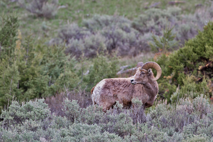 California Bighorn Sheep Ram - Image 1427