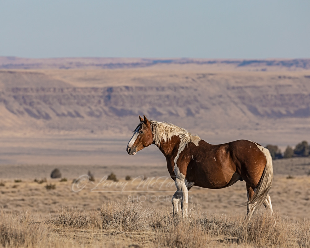 Aztec - S. Steens HMA Stallion - Image #0840