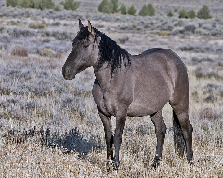 Kiger HMA, Oregon Mustang - Image #7746