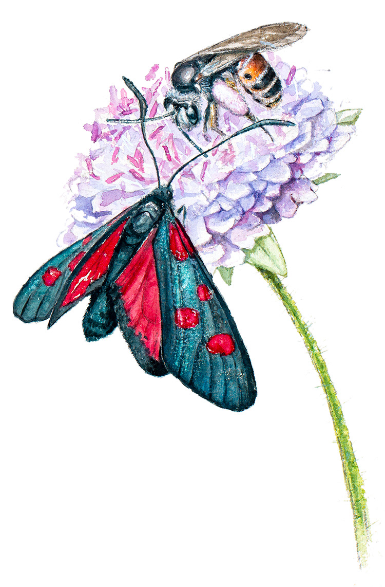 Narrow-bordered five-spot burnet and Large scabious mining bee | Bredbrämad bastardsvärmare och väddsandbi | Zygaena lonicerae & Andrena hattorfiana