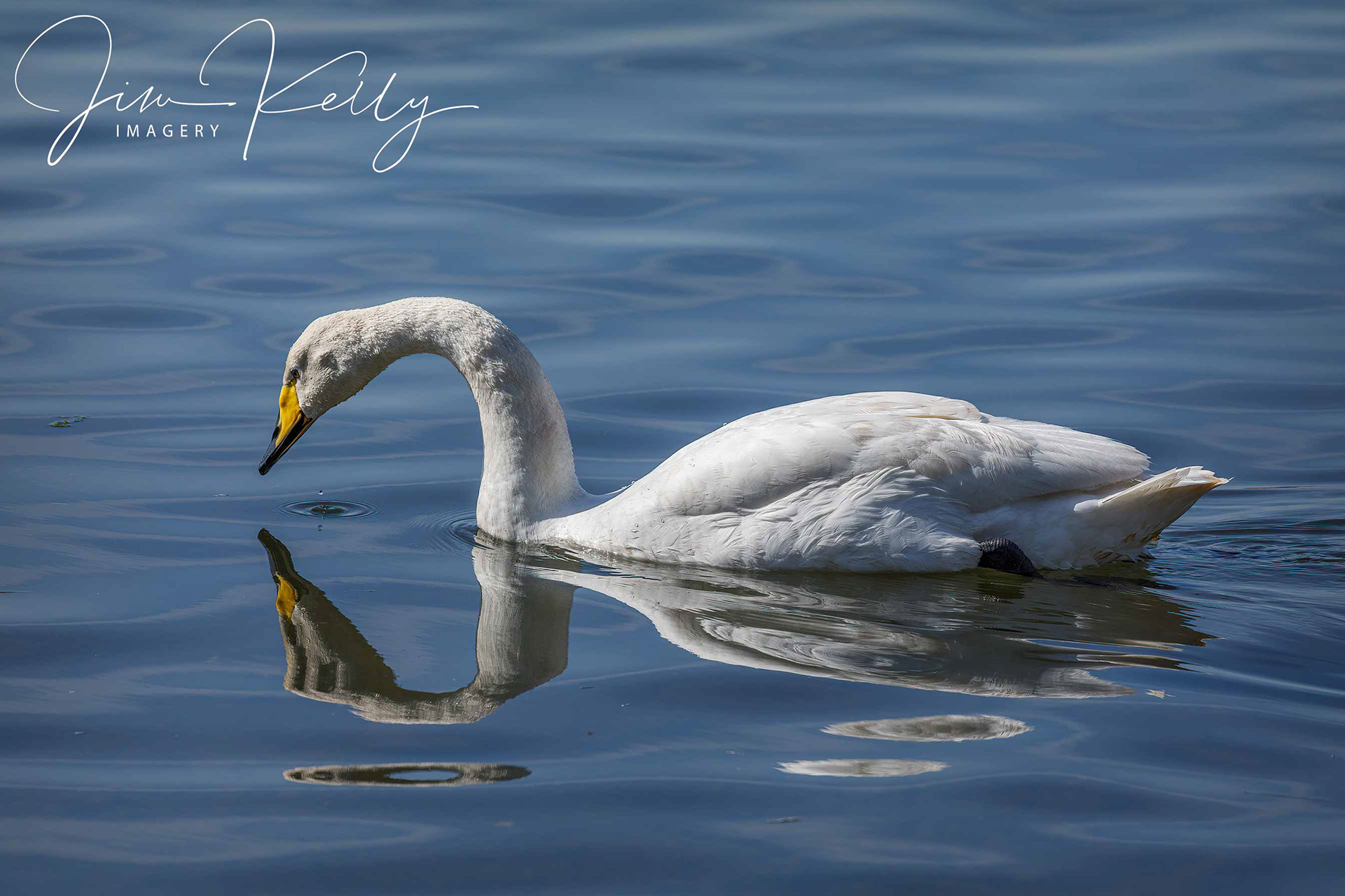 Whooper (Ref: DIG15935)