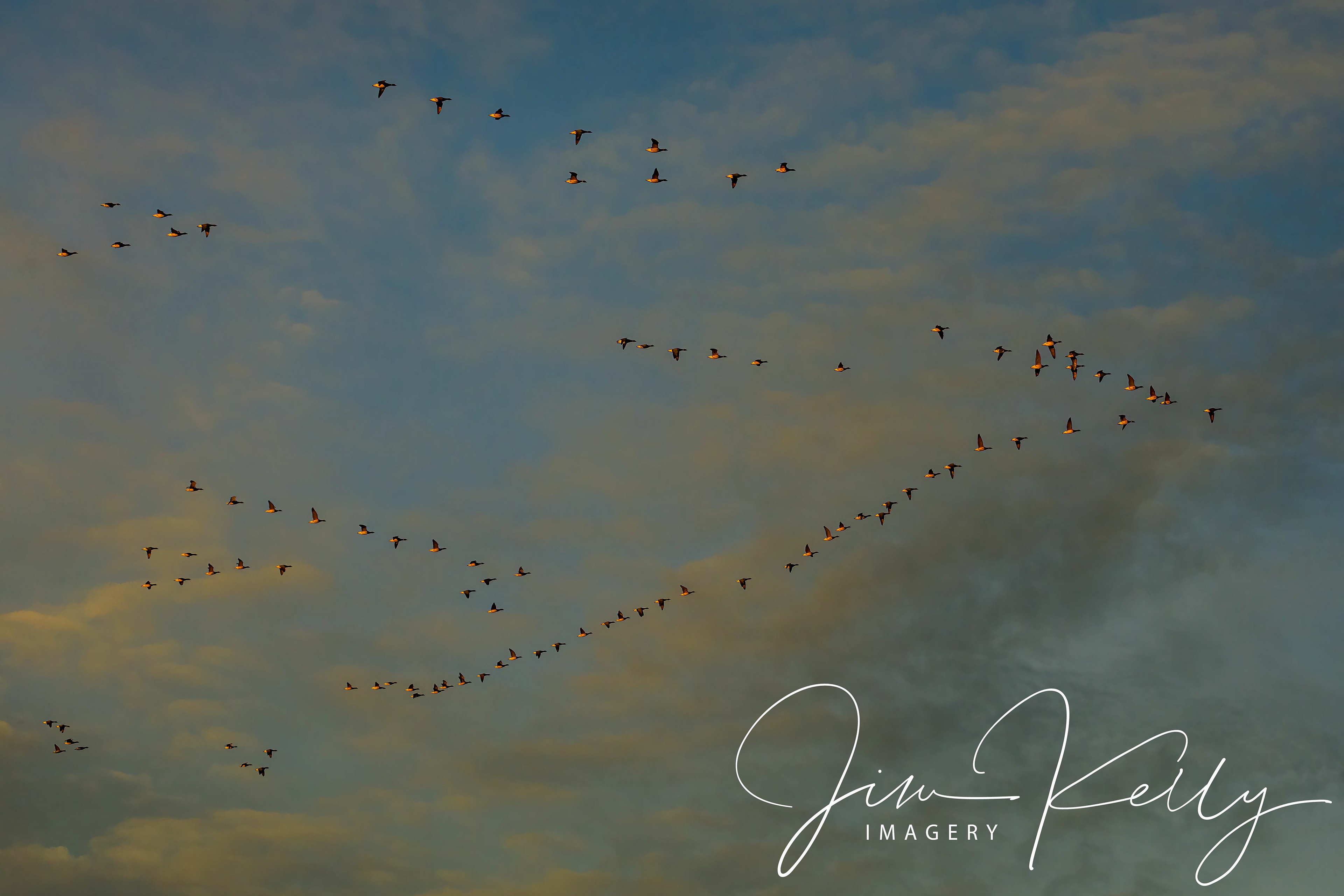 Migration (Ref: DIG15485)