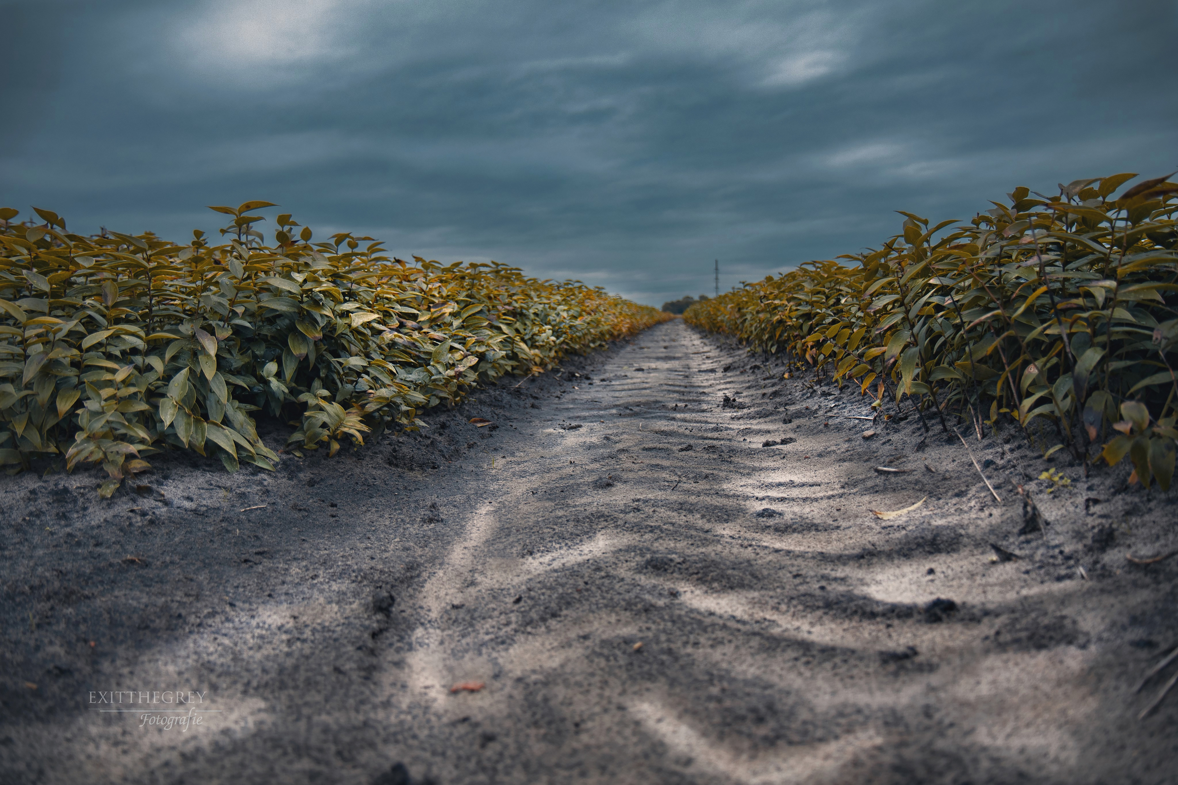 Na de oogst, Jonkerslân Friesland