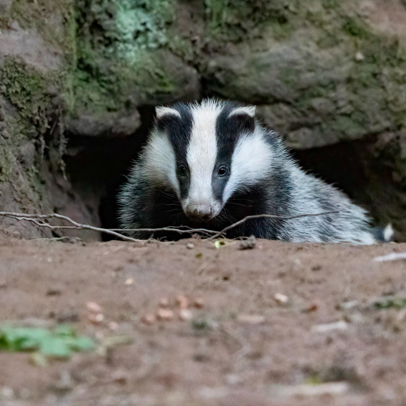 Badger