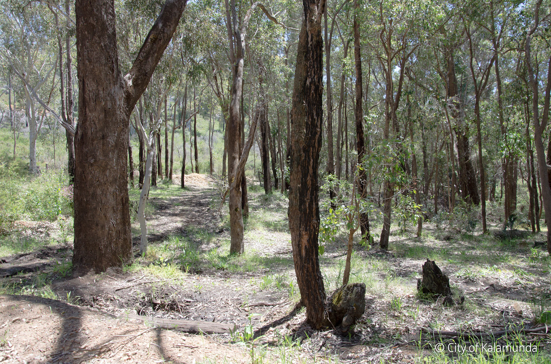Piesse Brook