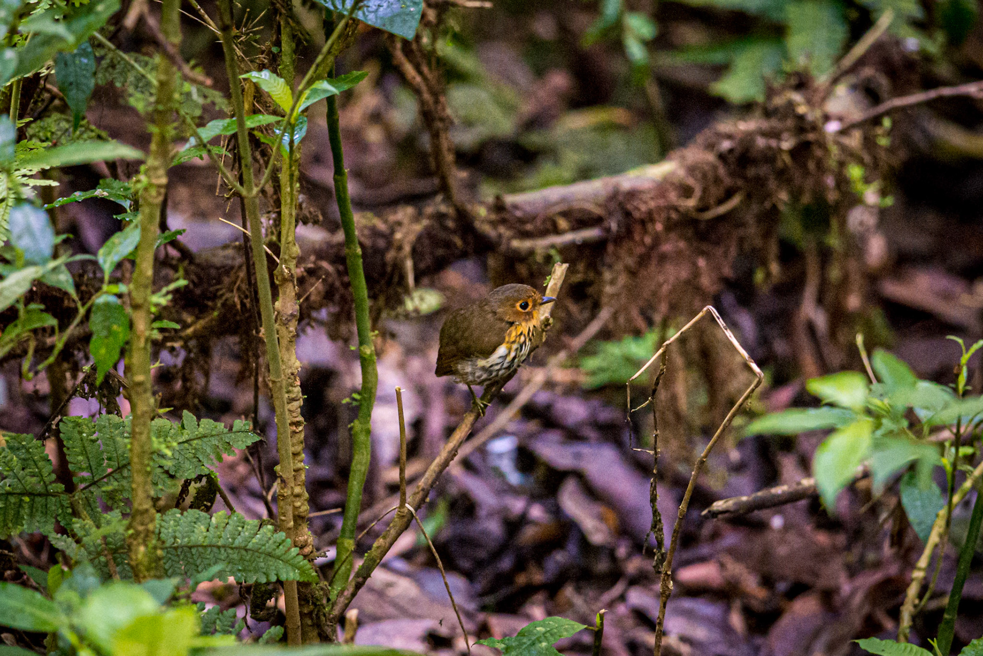 Ochere-Brested Antpitta