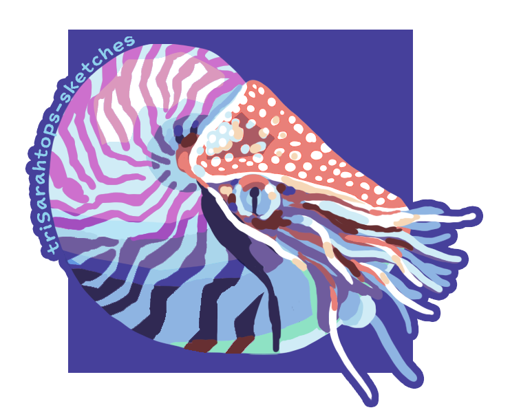 Nautilus