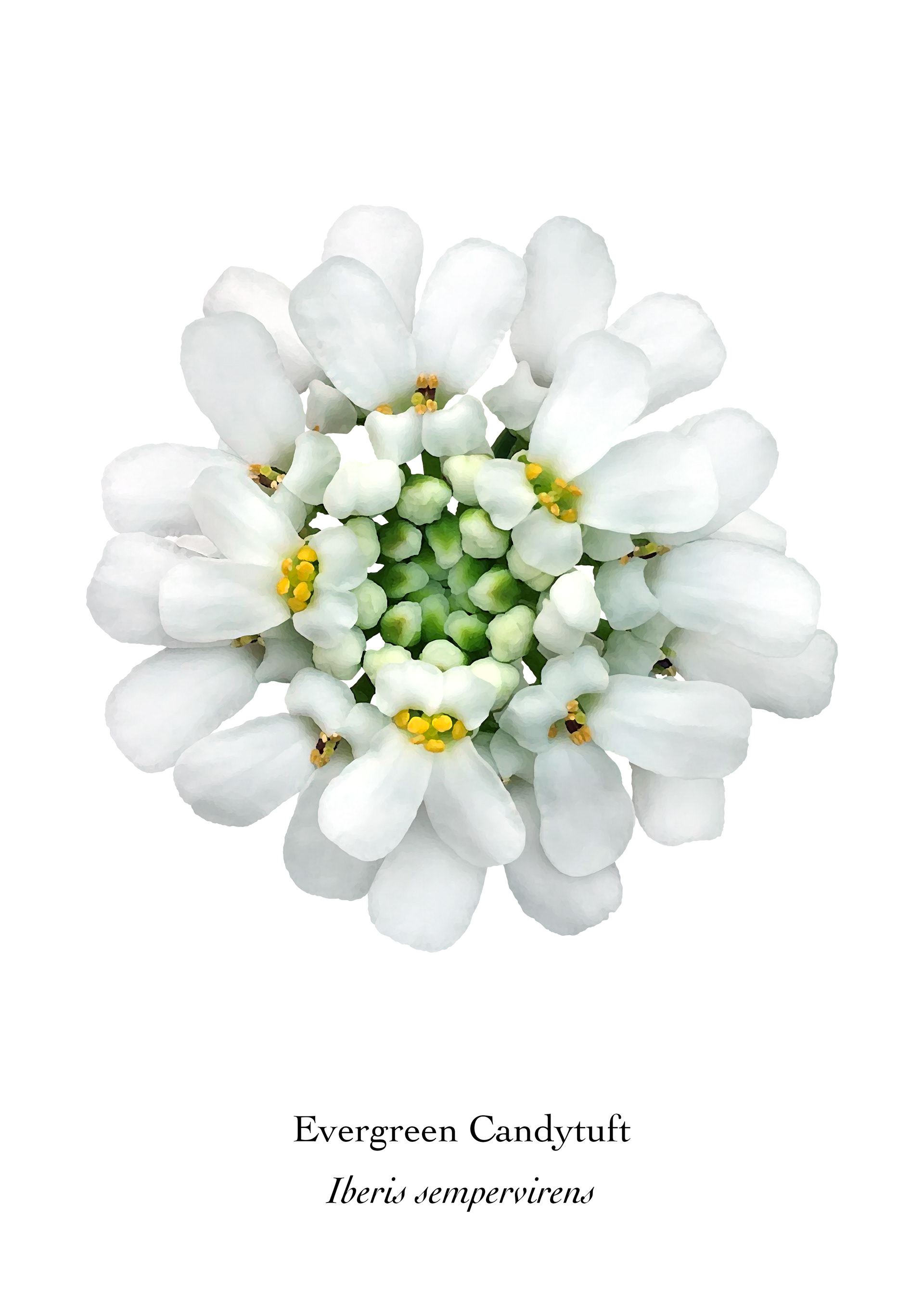 Available at: https://displate.com/displate/2129178