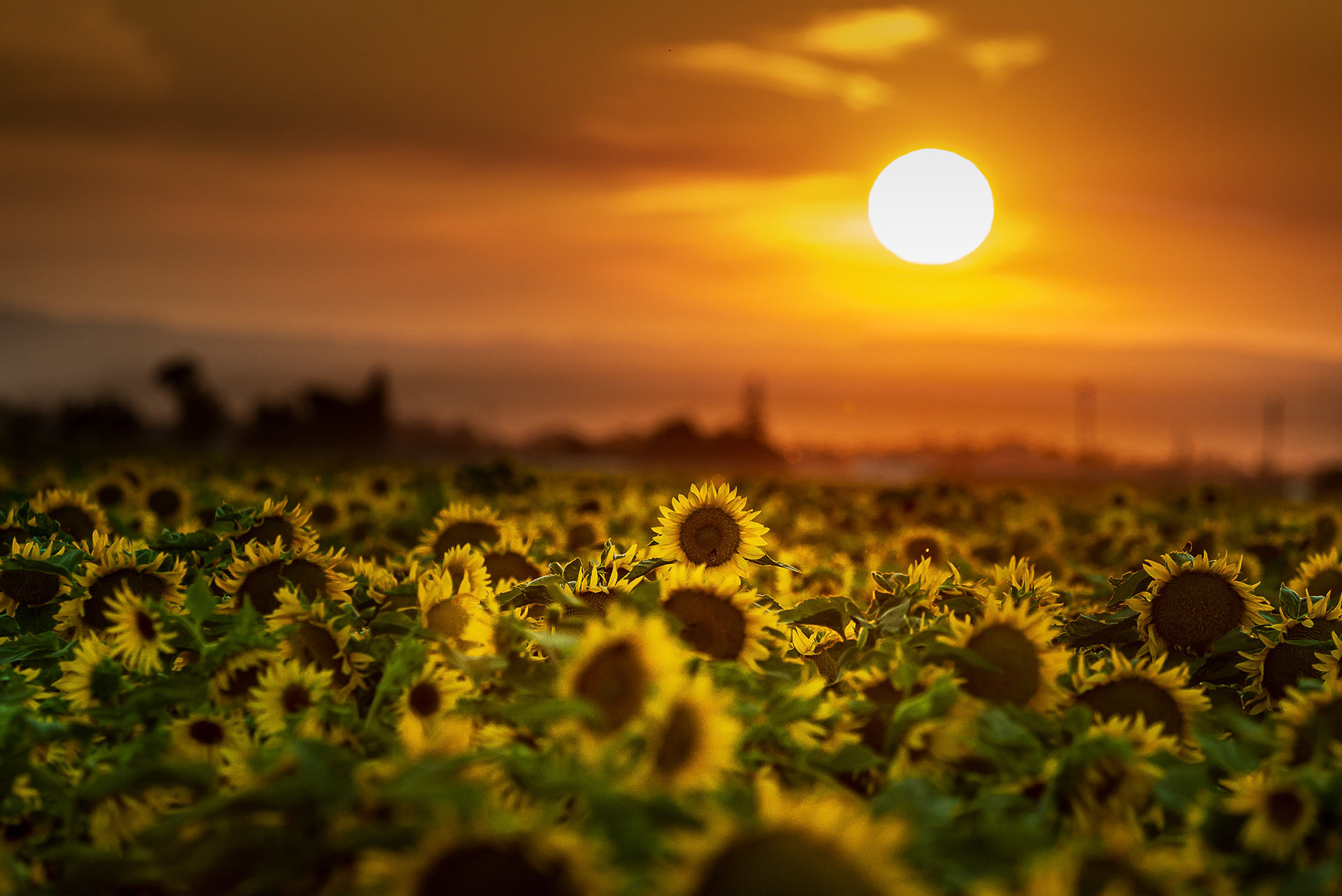 Yolo County Sunset, 2019