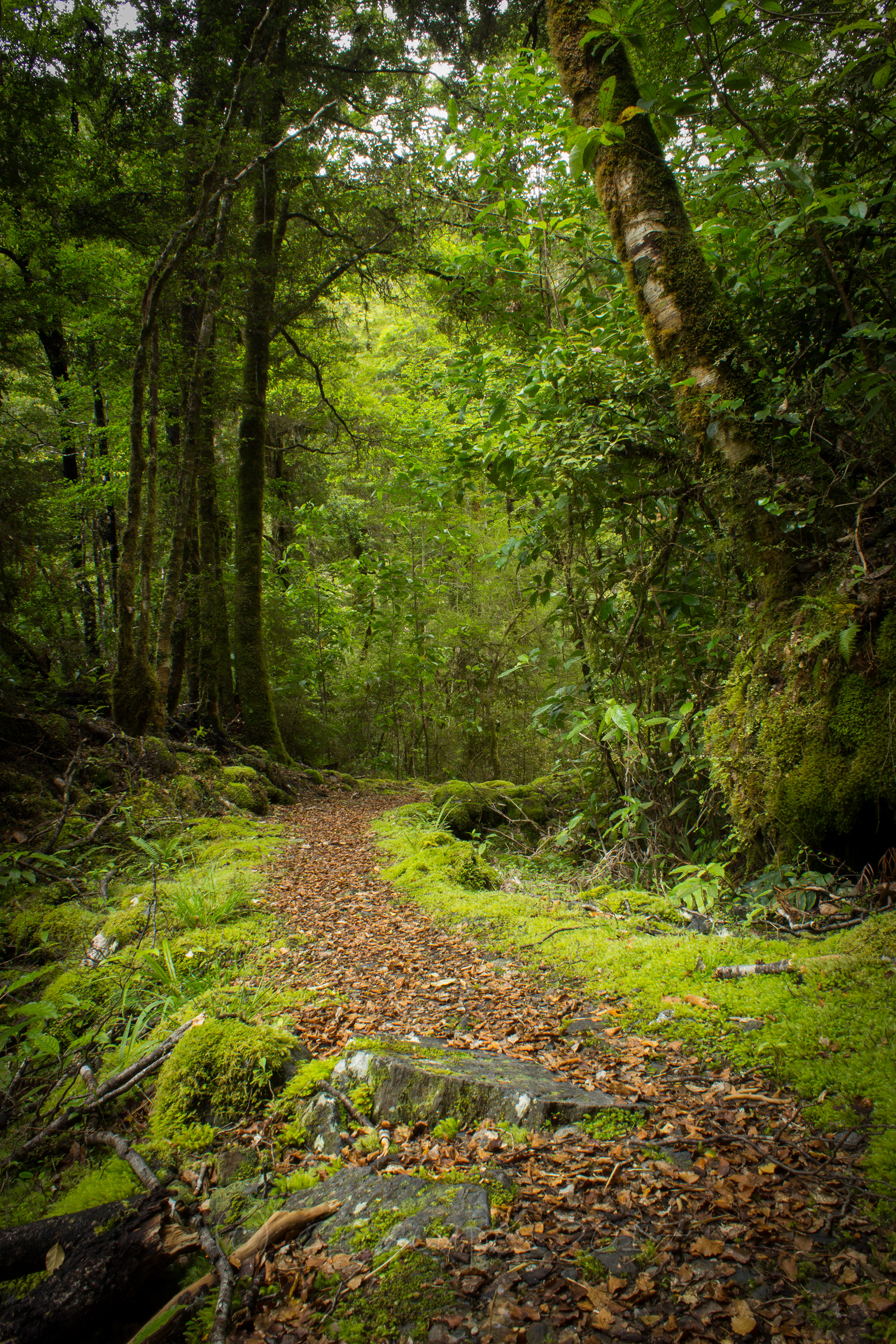 Bush walk; Blue Creek, Kahurangi National Park