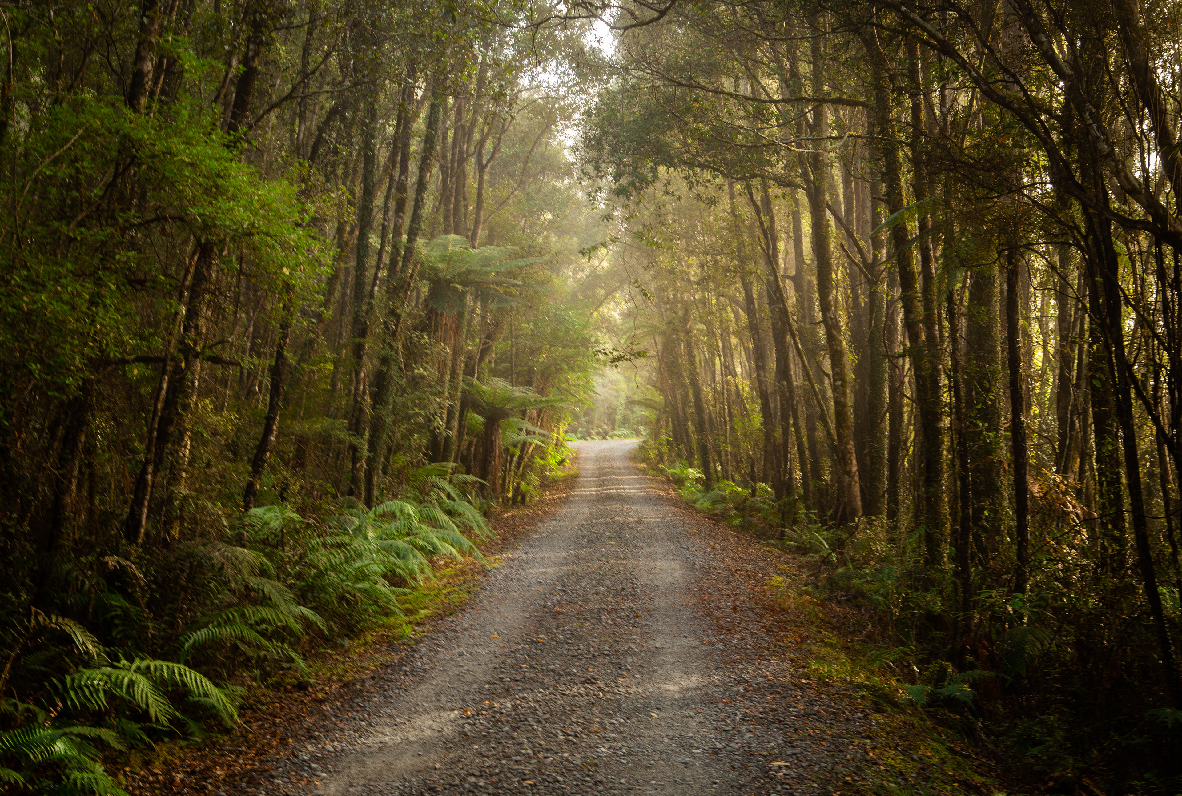 Bush road; West Coast