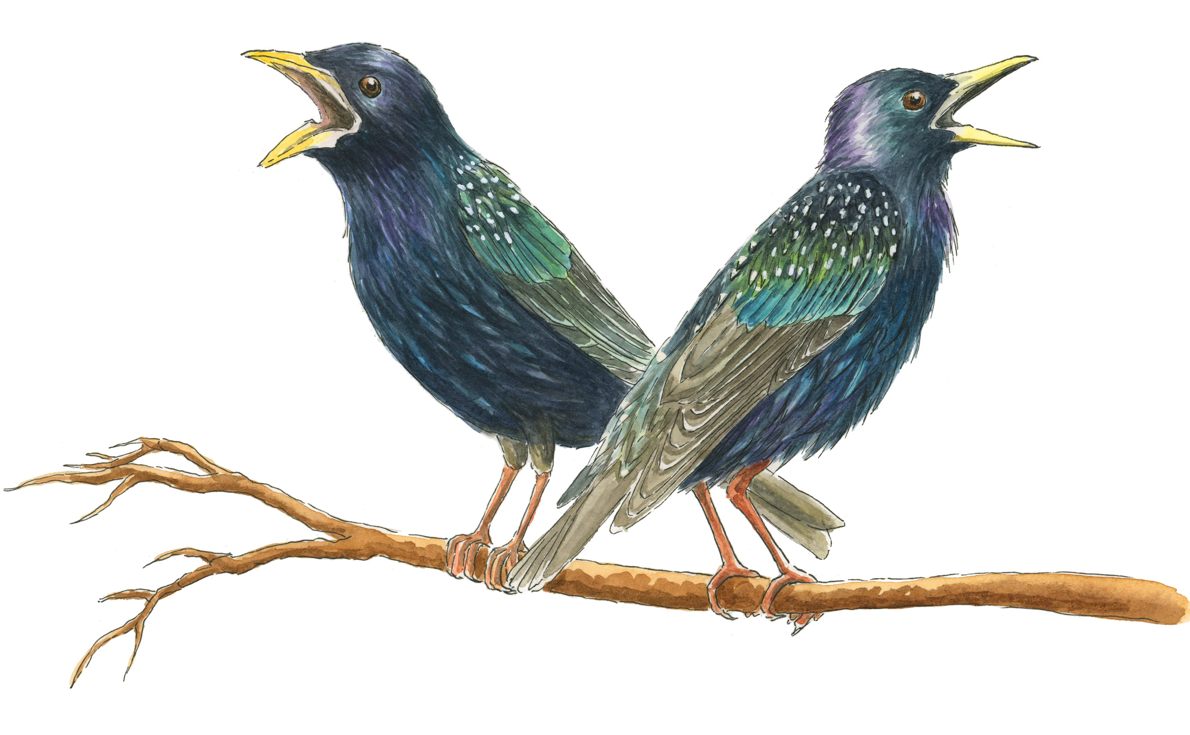 Squawking Starlings