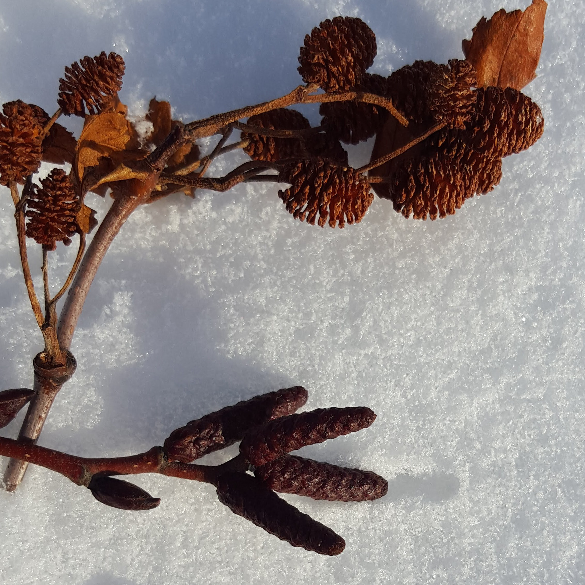 Alder Cones