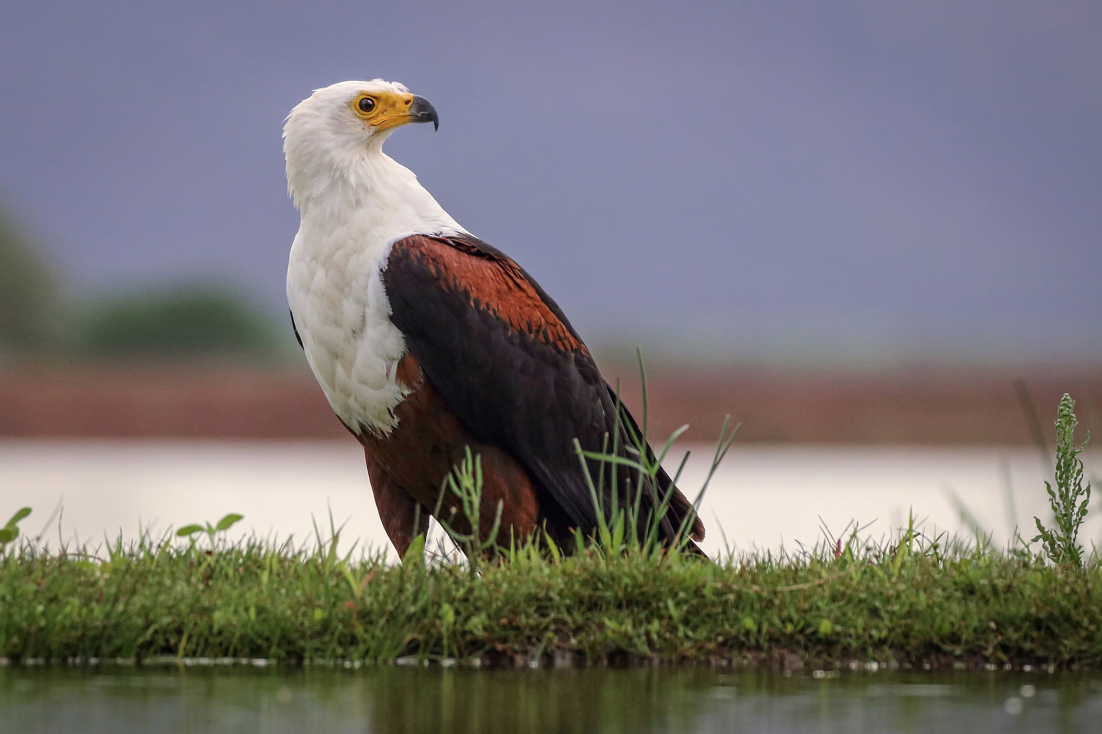 Types Of Birds In Zulu