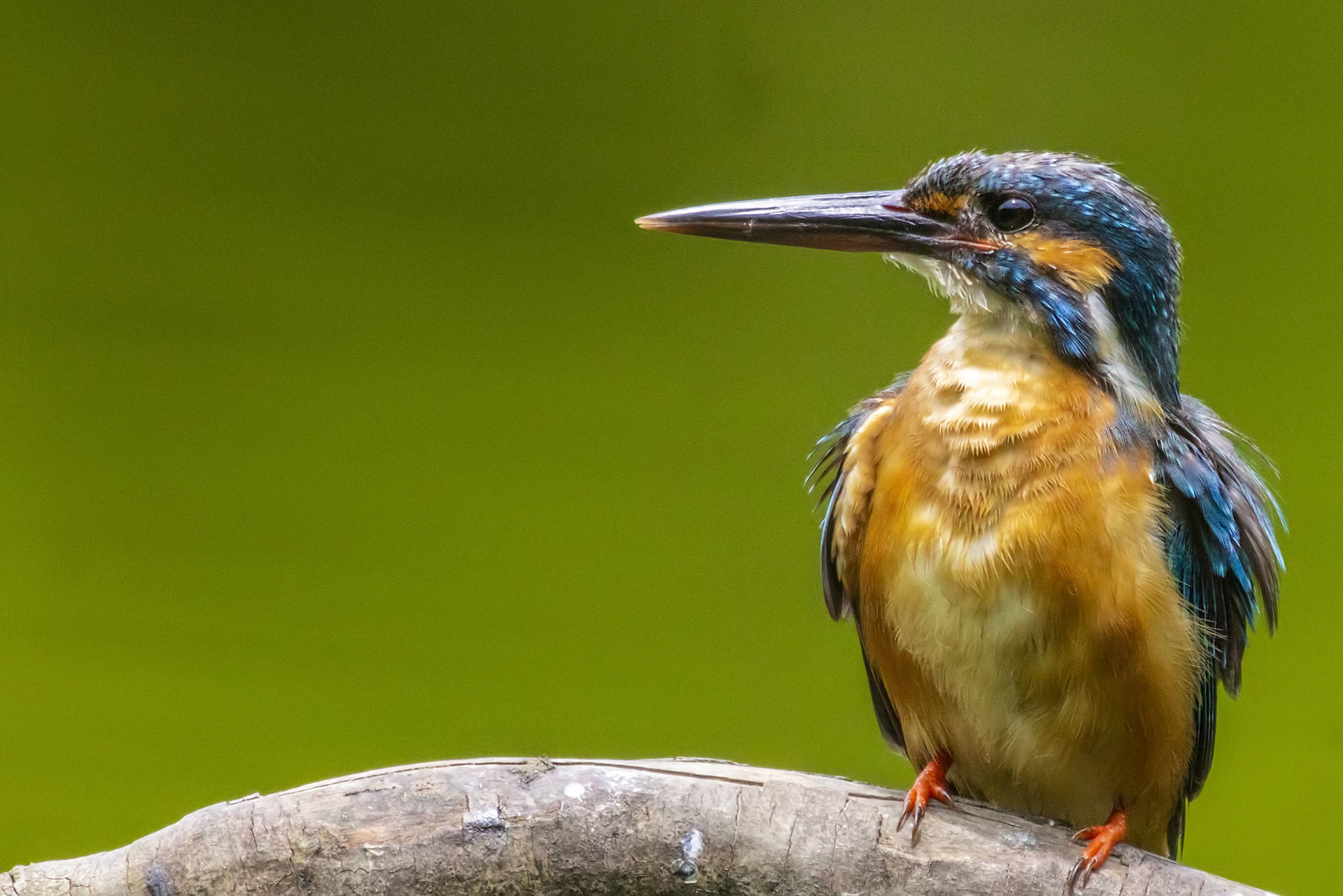 カワセミ メス kingfisher 薬師池公園