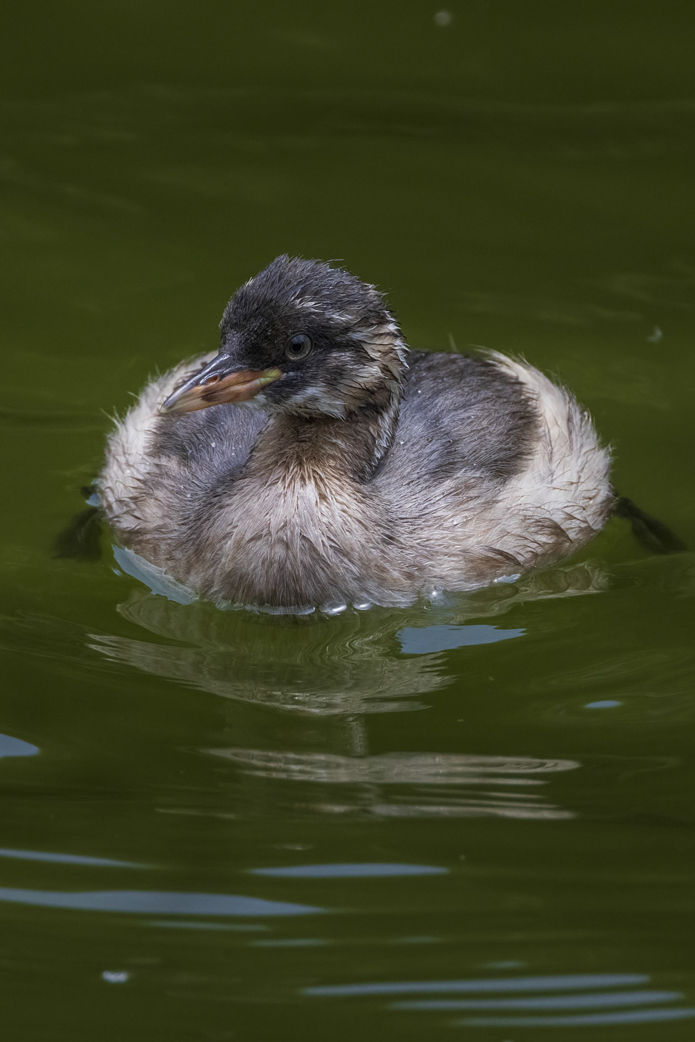 カイツブリ 薬師池公園 幼鳥