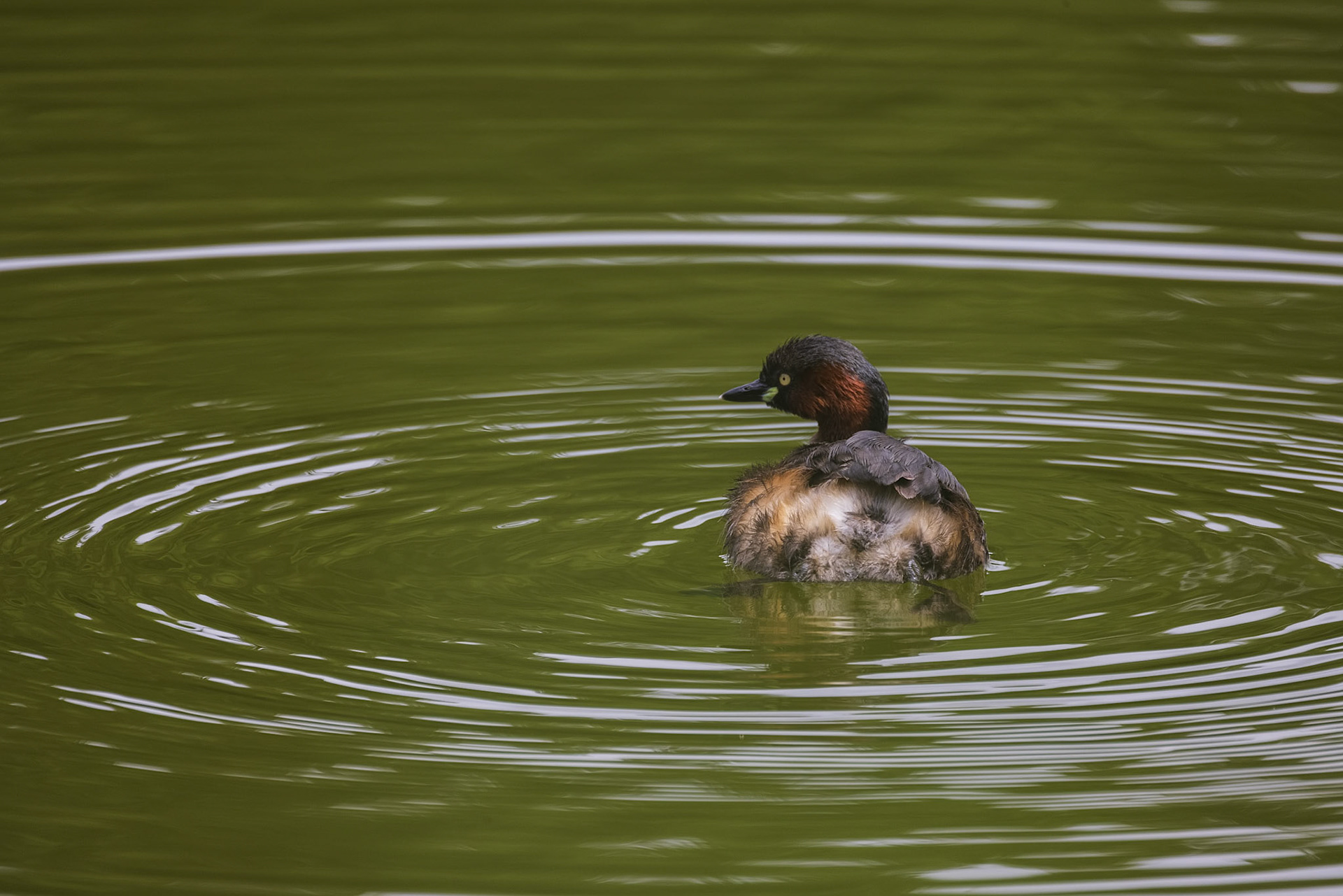 カイツブリ 薬師池公園