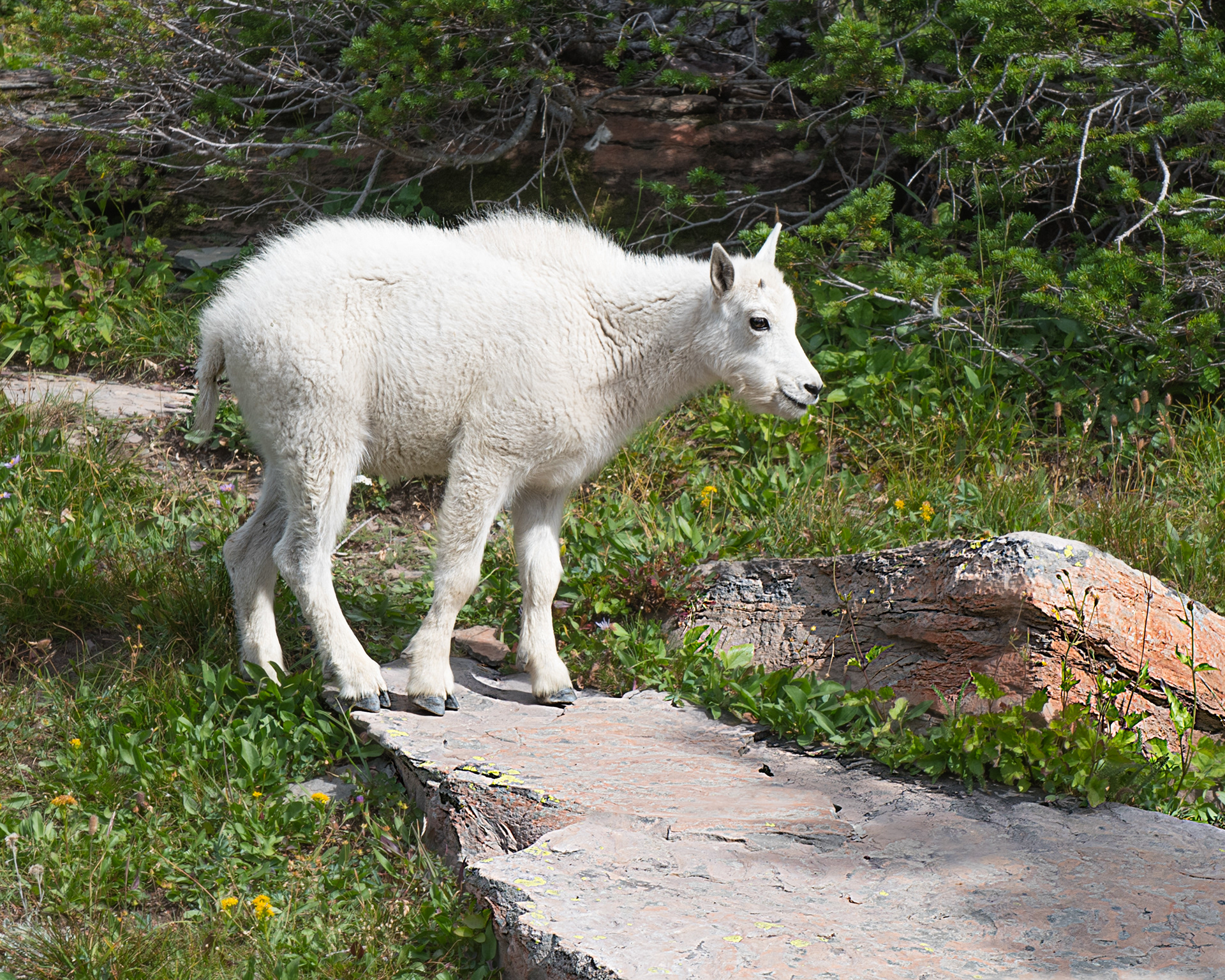 Mountain Goat Glacier National Park