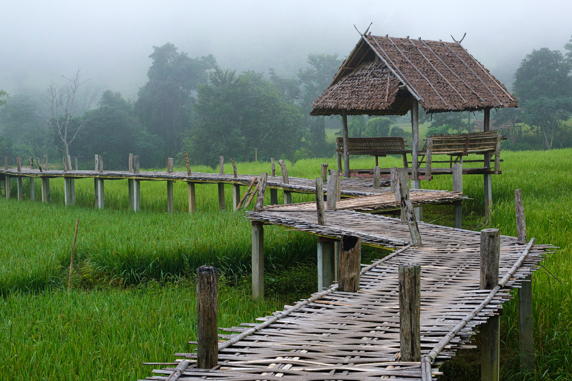 1 km bamboo bridge over rice fields / Pai