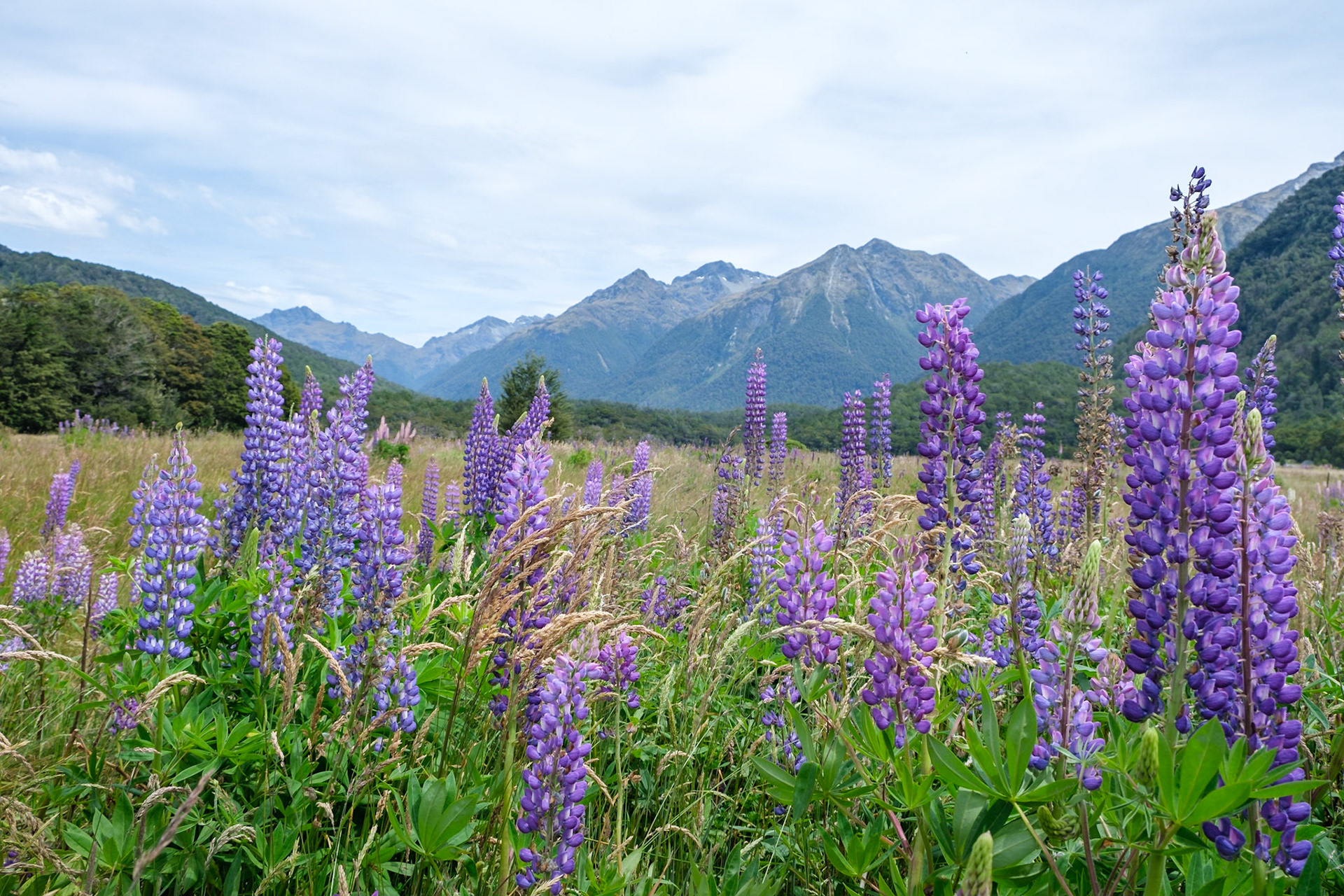 on the way to milford sound