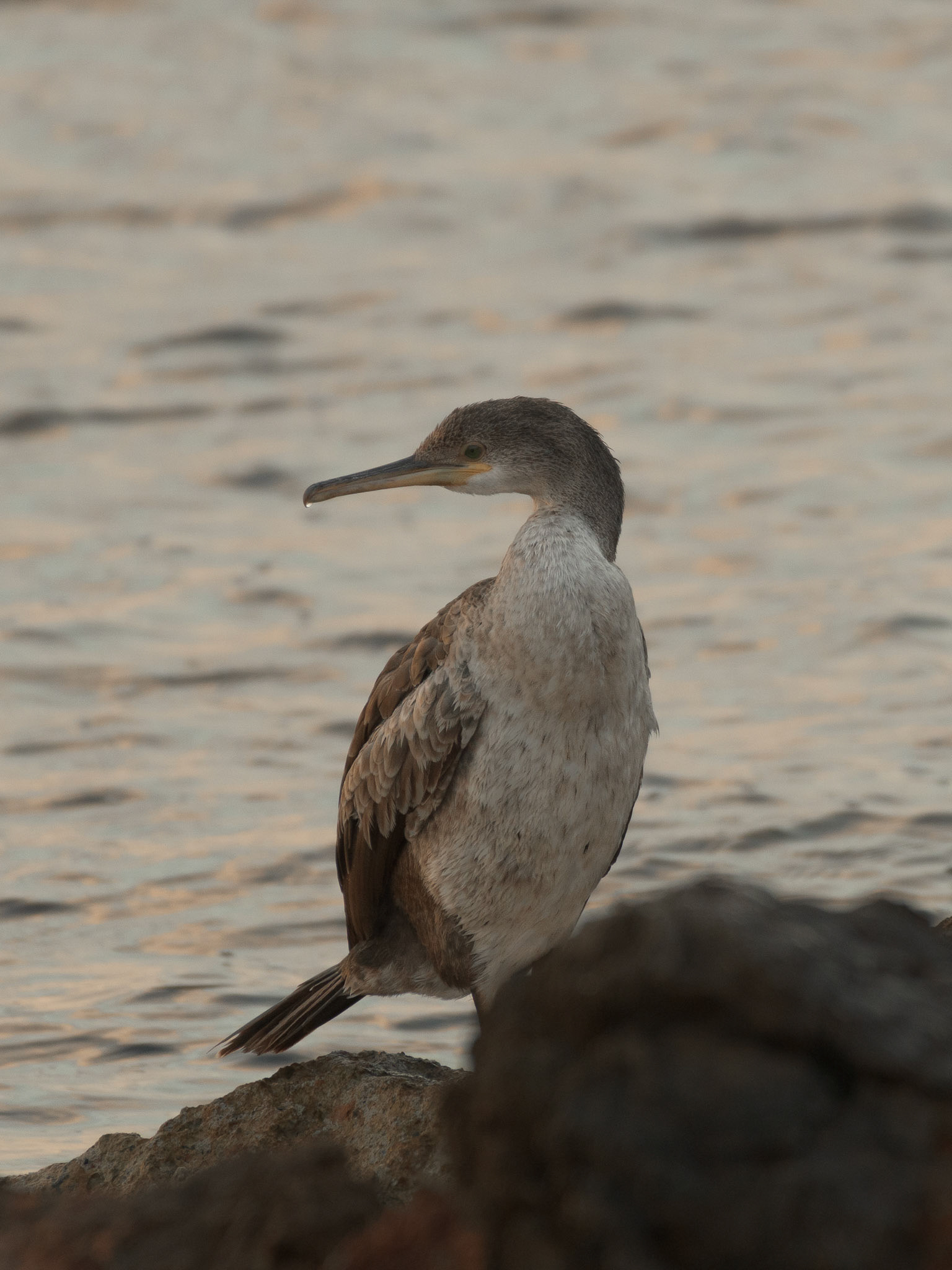 Cormorán
