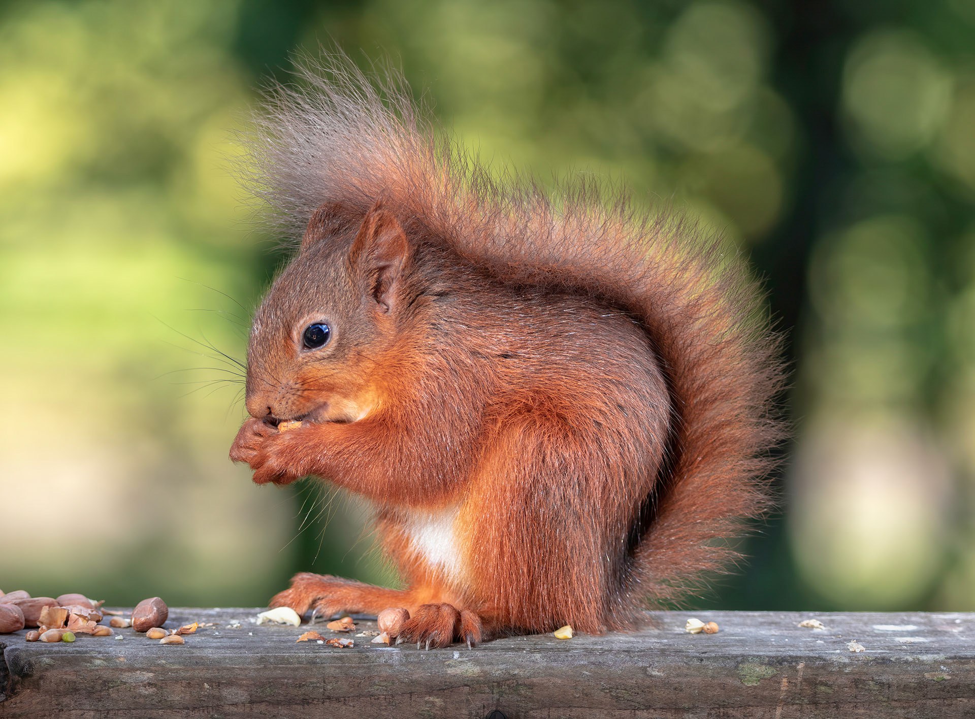 Red Squirrel