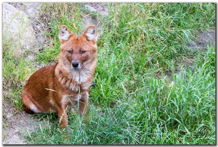 Dhole - Wikipedia