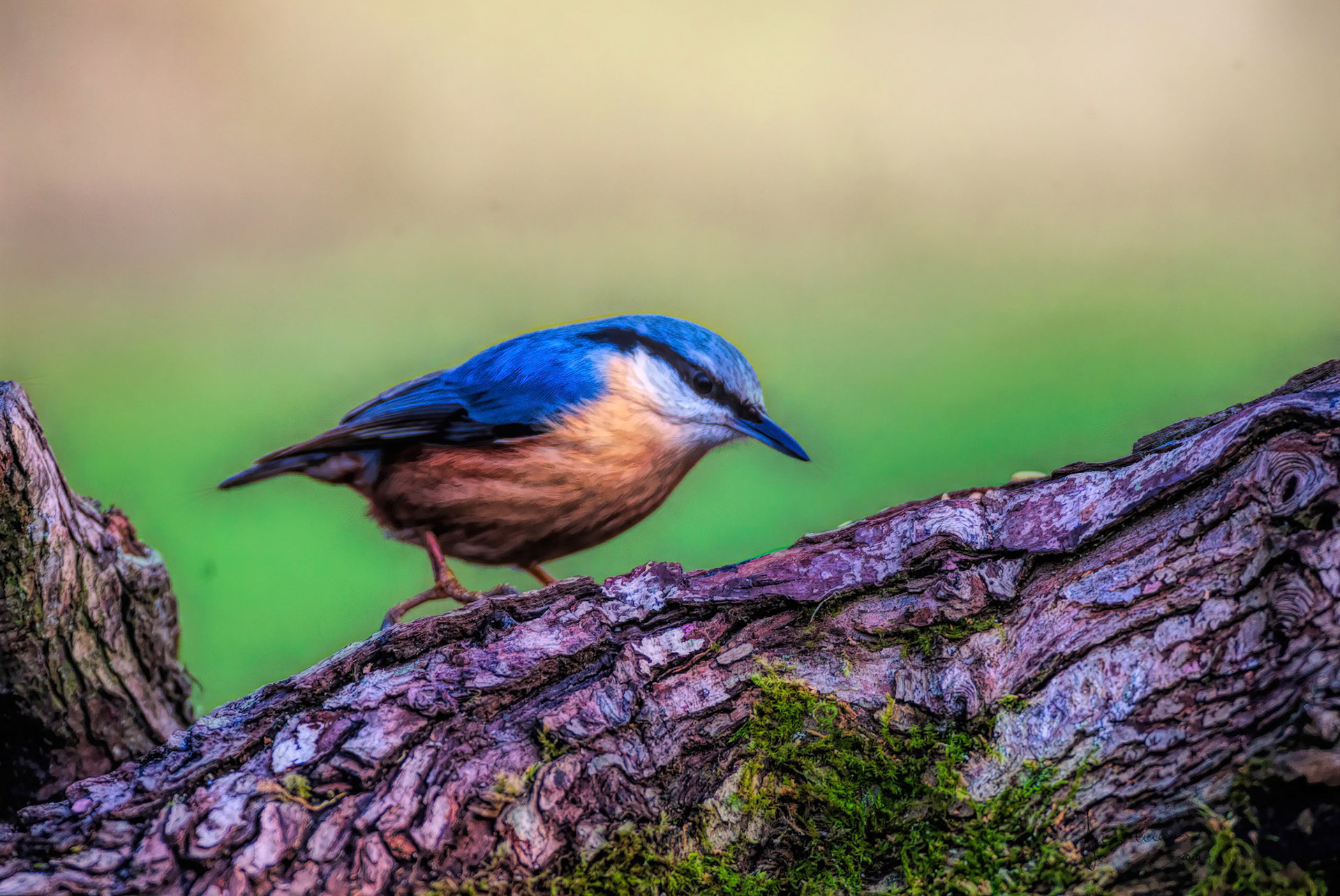 Eurasian nuthatch (Sitta europaea)