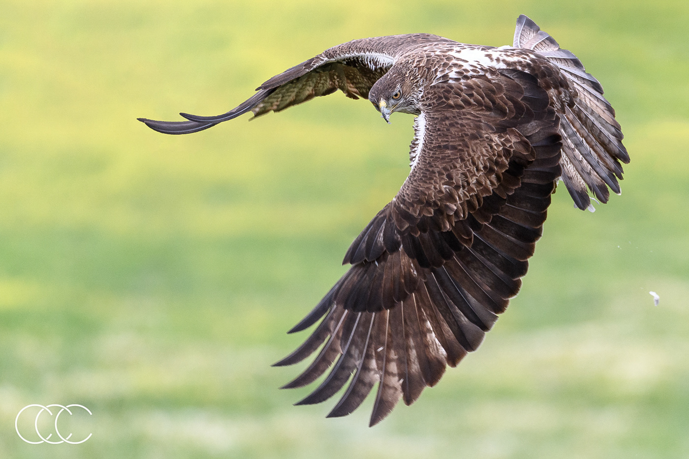 bonelli's eagle (aquila fasciata), spain