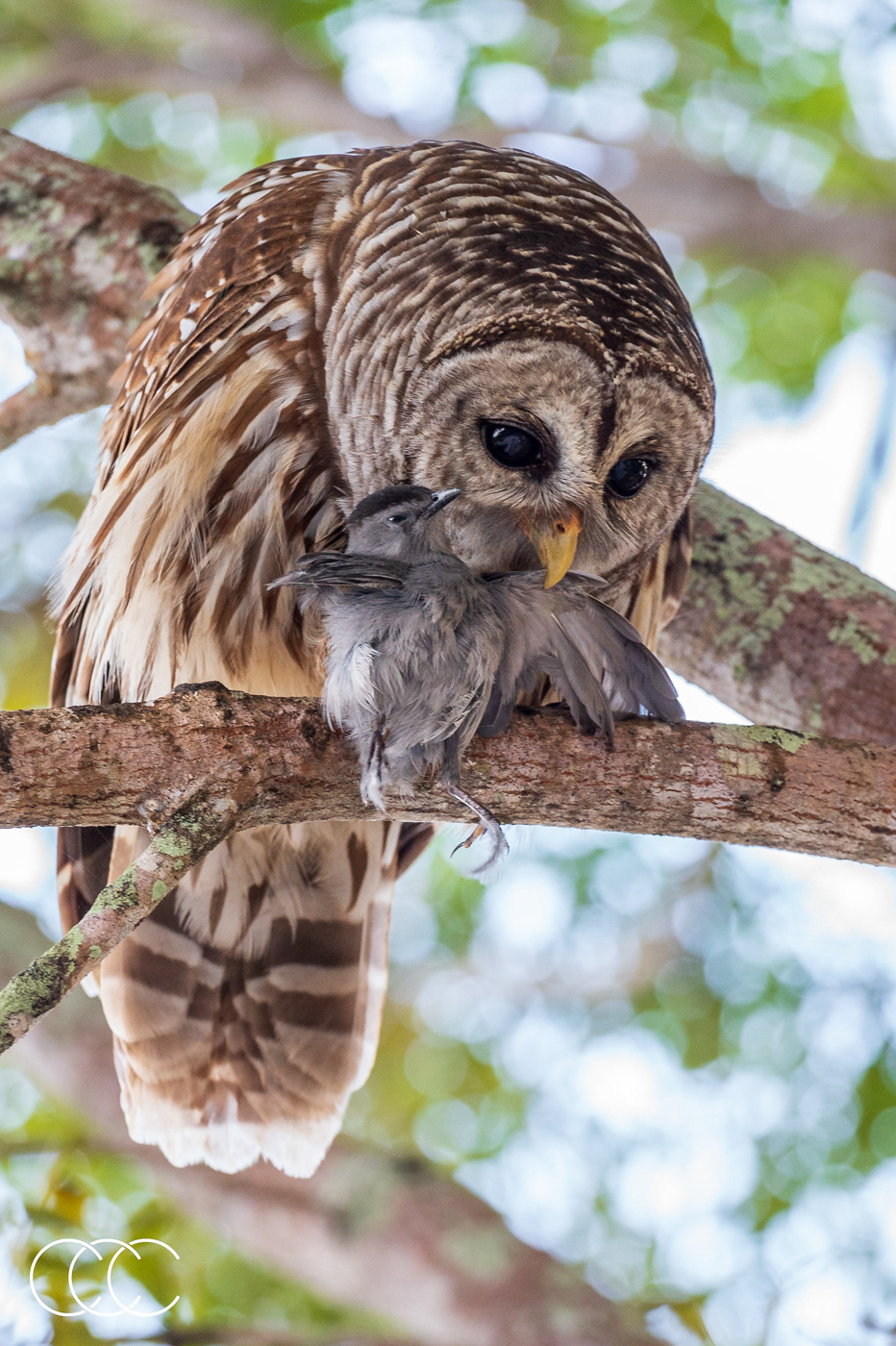 barred owl (strix varia) and gray catbird (dumetella carolinensis), fl, usa