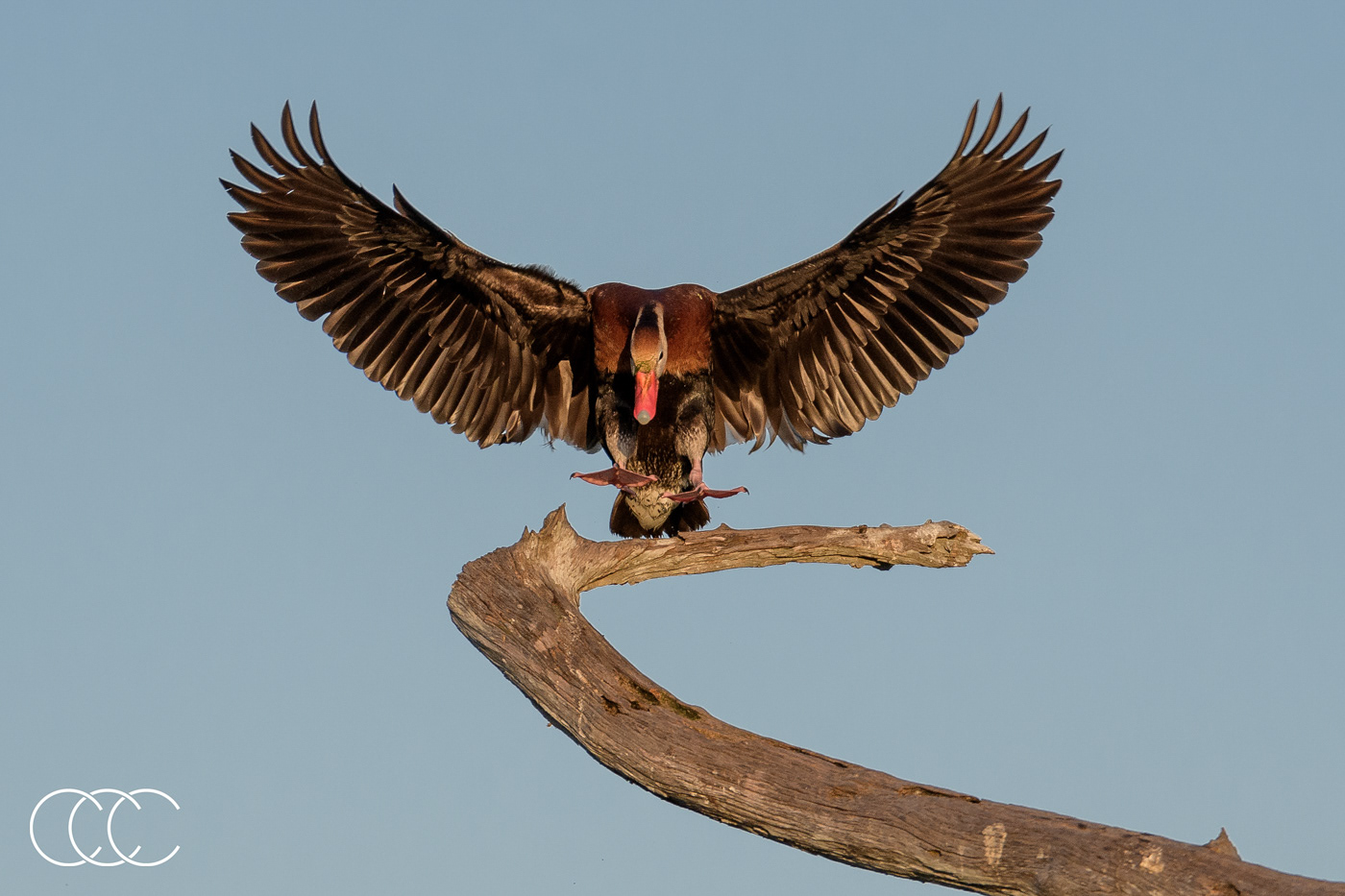 black-bellied whistling duck (dendrocygna autumnalis), fl, usa