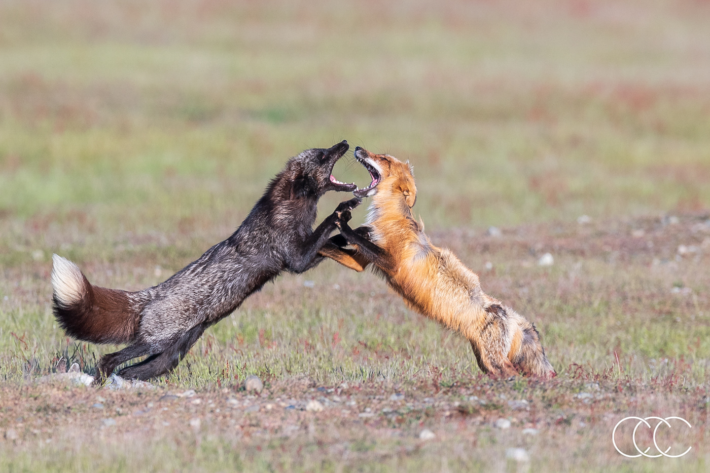 red fox (vulpes vulpes), wa, usa